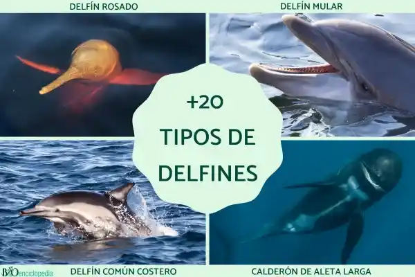 A comprehensive guide to dolphin types: quick understanding by "family"