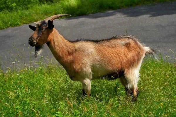 Tipos de cabras - Raza Asturiana de los Valles