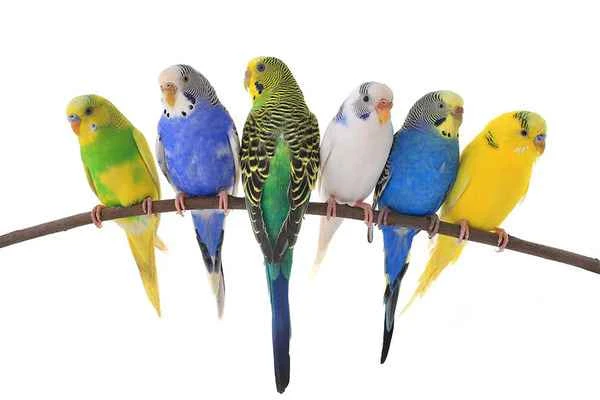Discover the joys of bird ownership: The ultimate guide to your feathered companion!