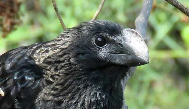 Crotophaga ani: A social rhinoceros cuckoo of tropical America