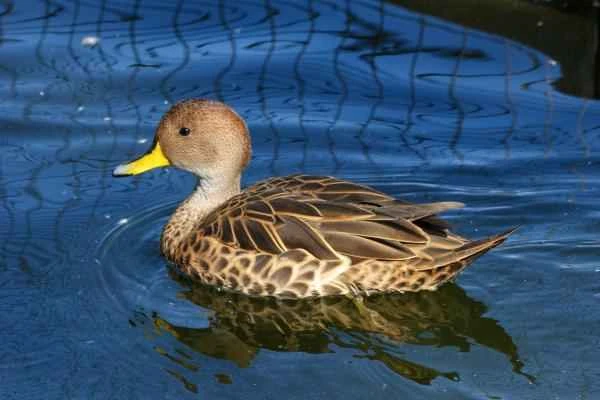Types of ducks - Corn duck