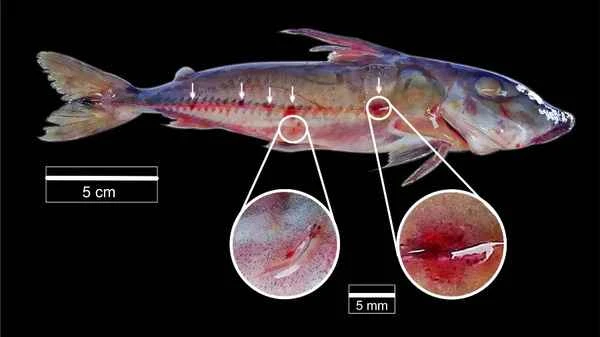 Candiru: A Mysterious and Misunderstood Amazonian Fish