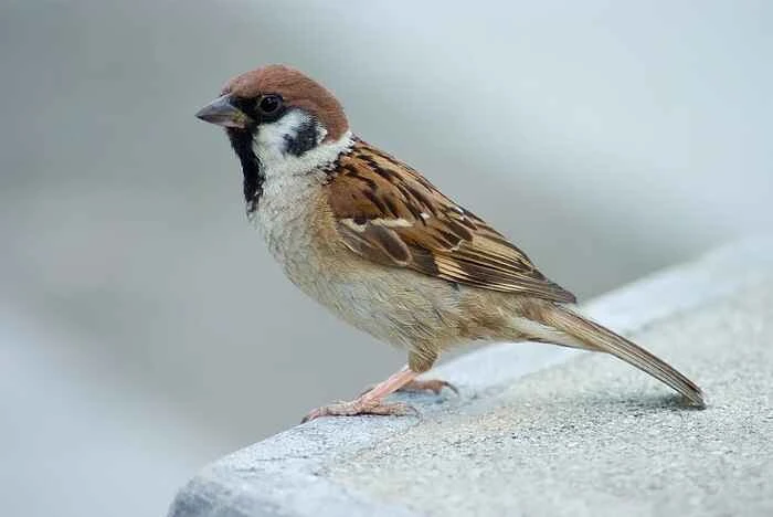 麻雀（House Sparrow）