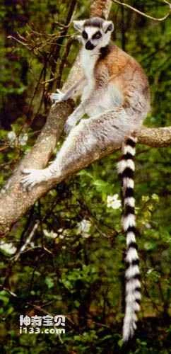 The origin of higher primates