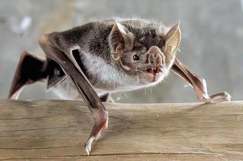 The 10 strangest animals