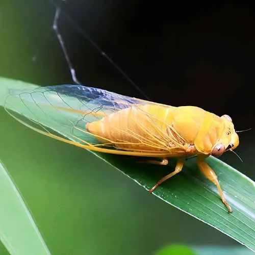 The life cycle of cicadas: their metamorphosis from ancient times to the present.