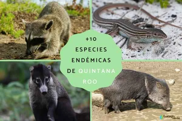 Quintana Roo's Endemic Species: A Roundup of Native Flora, Fauna, and Wildlife