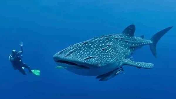 The largest fish on Earth