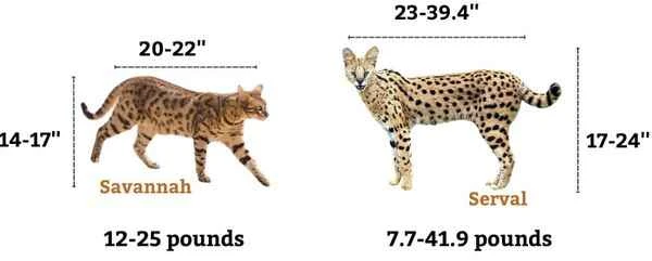 Servals vs. Savannah cats: Understanding the differences between these two exotic felines