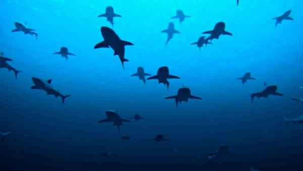 The 10 most spectacular wildlife spectacles on Earth