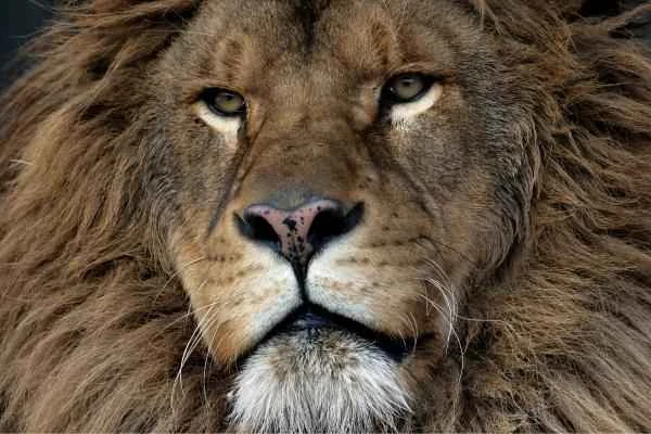 Lion breeds - Northern Lion (Panthera leo leo)