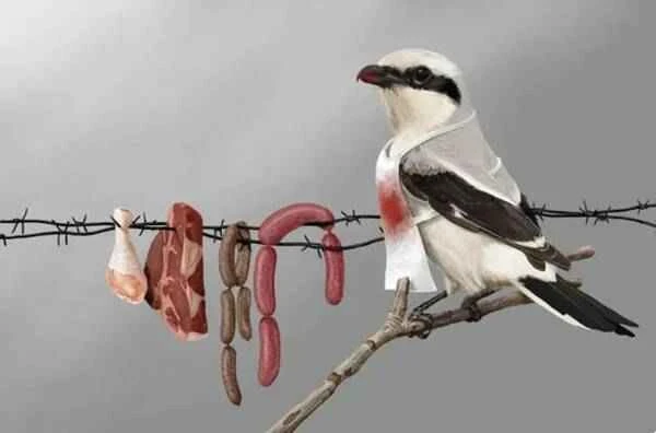 The Butcher of Birds: The Shrike that hangs animal carcasses on trees