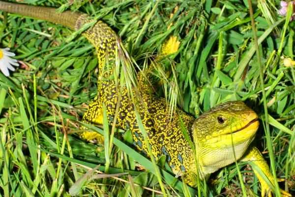 Types of lizards - Ophthalmos lizard