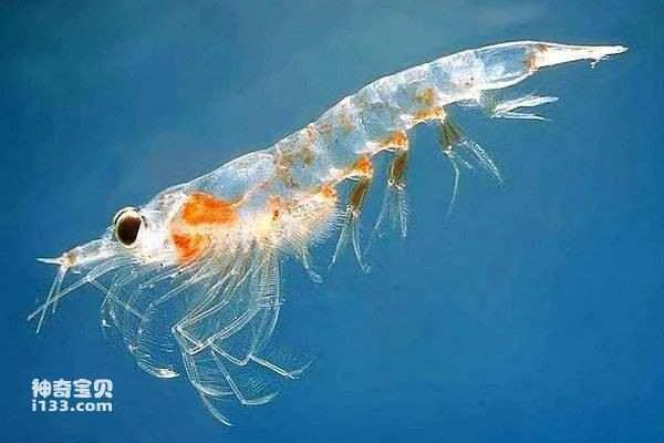 Characteristics of Antarctic marine life