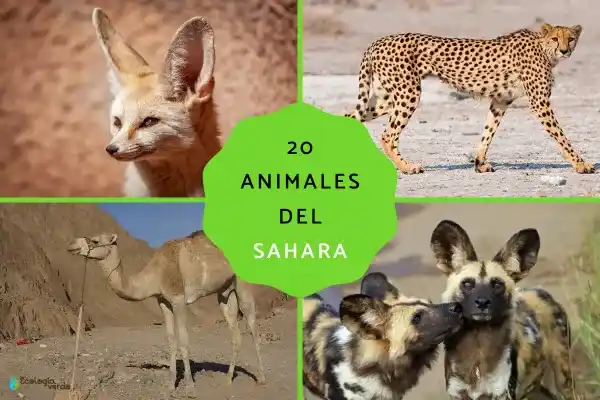 20 representative animals of the Sahara Desert