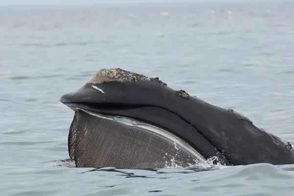 The endangered North Pacific right whale (Eubalaena japonica) of Baja California.