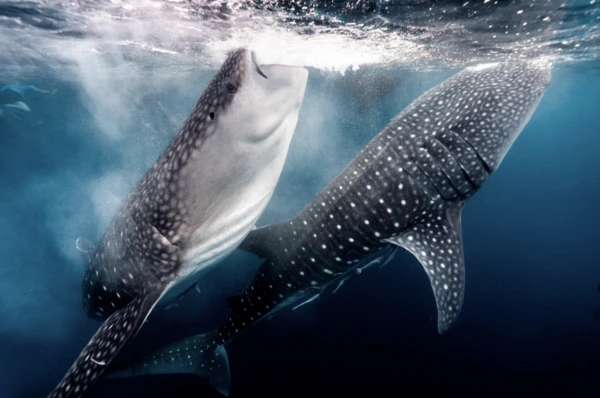 鲸鲨 (Rhincodon typus)