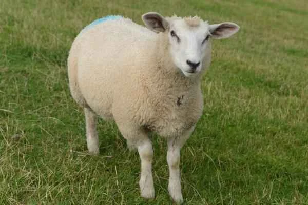 Tipos de ovejas - Oveja East Friesian