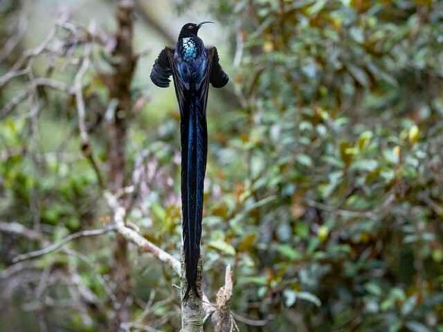 Black Sickle-billed Bird (Epimachus fastosus): A magnificent dancer in the rainforest