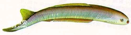 The Rise and Fall of the Armored Fish Family