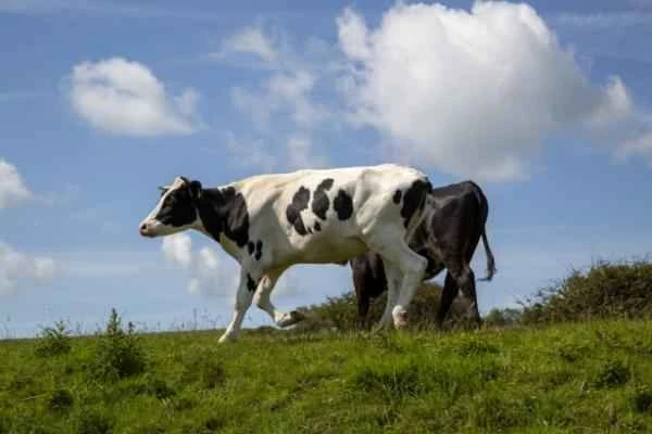 Animales cuadrúpedos: ejemplos y lista - Vaca (Bos taurus)