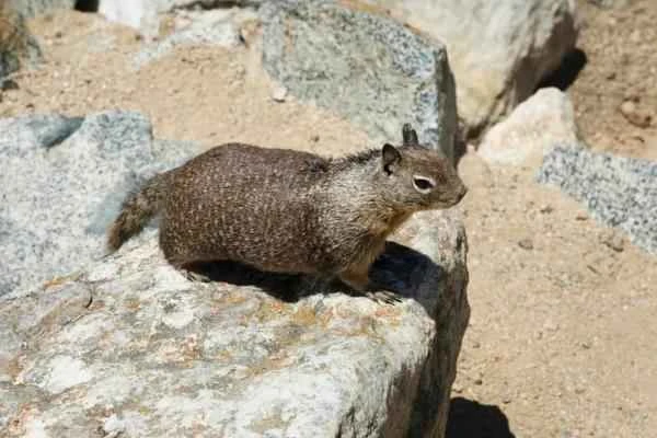 Animals in peligro de extinción in Puebla - Ardilla terrestre de Perote (Xerospermophilus perotensis)