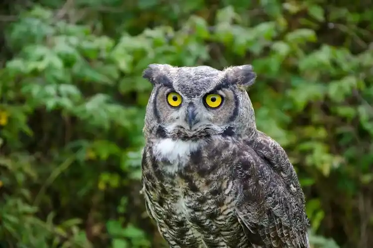 The truth behind 12 animal stereotypes: Do you really understand them?