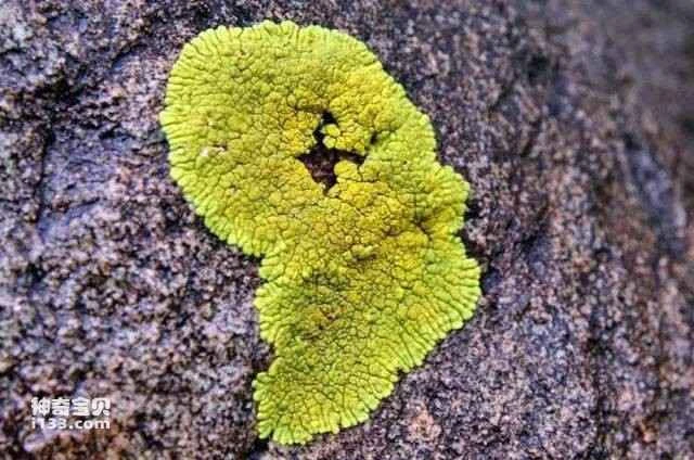 The earliest land-based "producers"