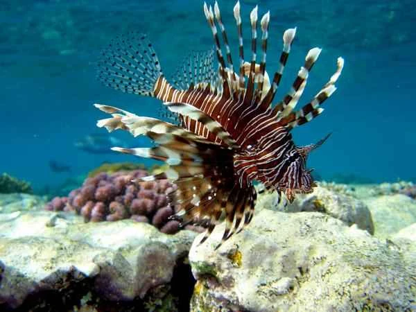 Lionfish: Characteristics and Information of this Invasive Species - Characteristics of Lionfish