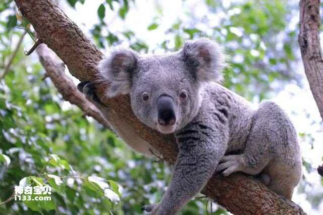 The top ten sleeping giants in the animal kingdom, the top ten animals that sleep the most.