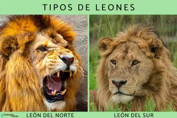 Complete Guide to Lion Species: Northern Lions, Southern Lions, and Their Subspecies