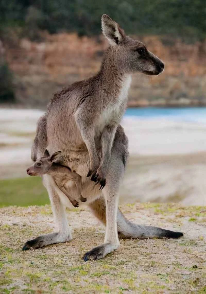 Cute little animals in Australia