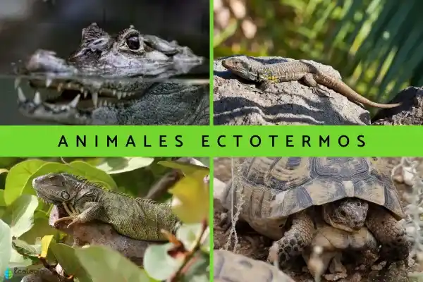 35 Cold-Blooded Animals (with Key Points and Examples)