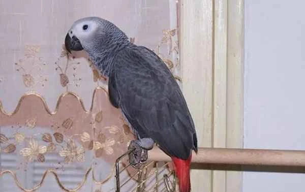 The world's ten most "talkative" birds