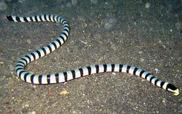 The most venomous snake on Earth