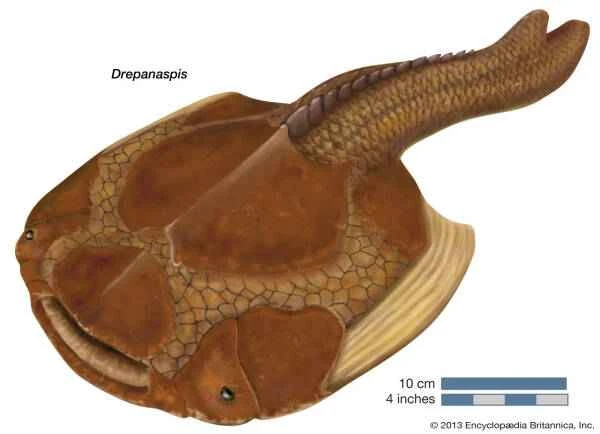 The world's ten most mysterious and ancient fish