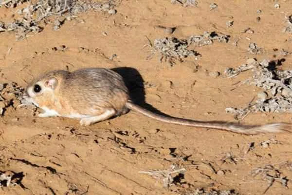 The endangered San Quintín kangaroo (Dipodomys gravipes) of Baja California