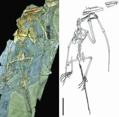 The Liaoning Li's Wukong Pterosaur, an Asian dinosaur