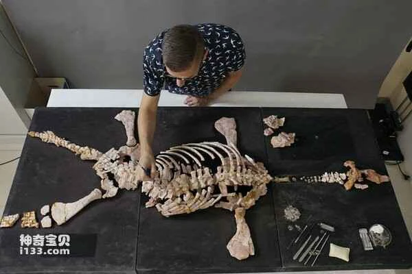 How are fossils formed?