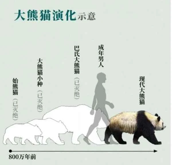 The Evolutionary History of Giant Pandas: From Ancient Ancestors to Modern Conservation