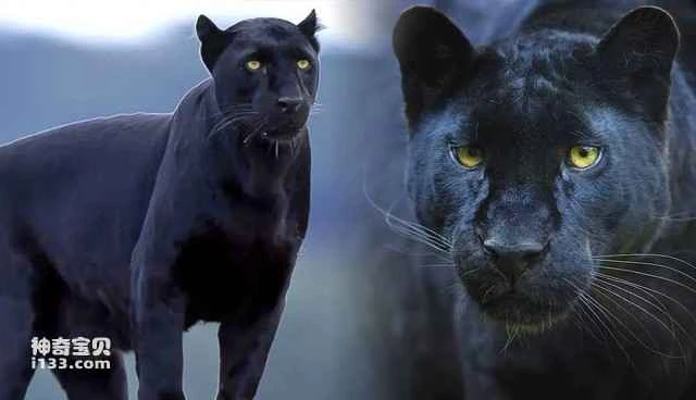 Five reasons why black panthers are endangered.
