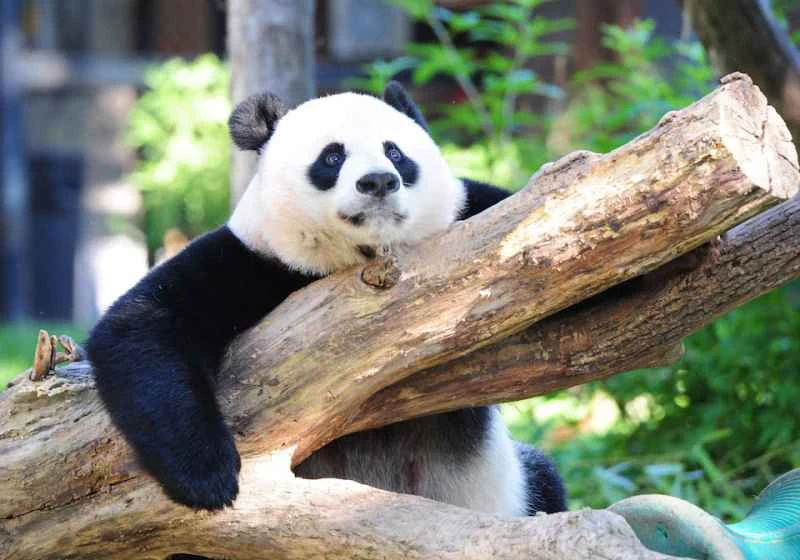Are giant pandas endangered? A deeper look at their conservation status.