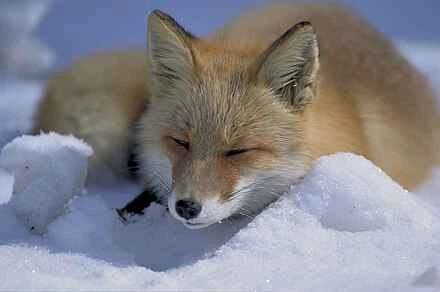 Detailed information and habits of foxes