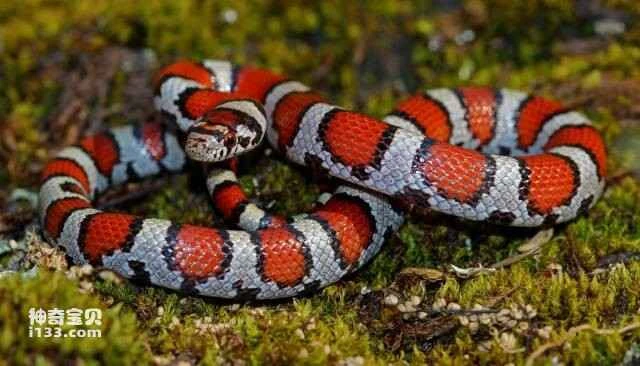 Top 10 Red Snakes in the World
