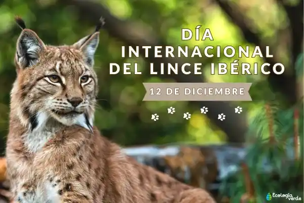 International Iberian Lynx Day: Time, Origin, and How We Can Really Help This Endangered Feline