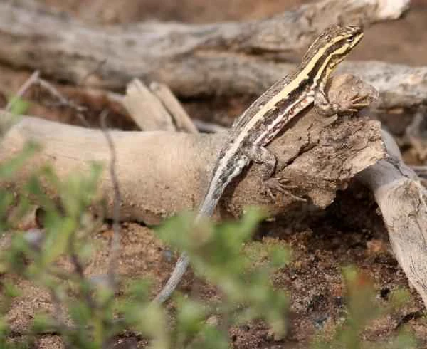 Chaco lizard, a reptile from Argentina