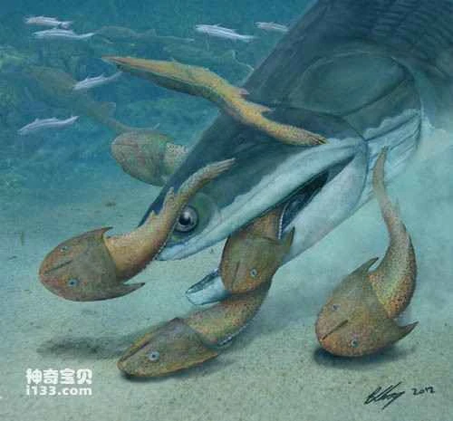 A blunt-toothed macrognathus, dating back 423 million years, was discovered in Qujing, Yunnan.