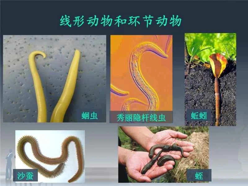 The differences between nematodes and nematodes: An in-depth analysis of the characteristics and differences between the two groups of animals.