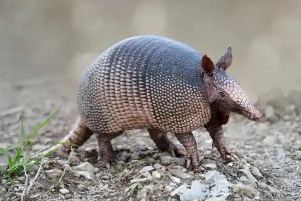 10 Armadillo Species: Representative Species, Habitat and Main Characteristics