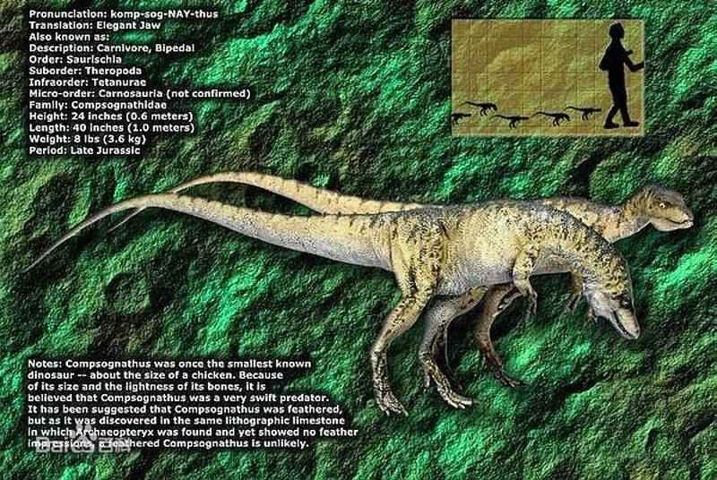 A List of Nine Beautiful Dinosaurs_Nine Most Fascinating Dinosaurs